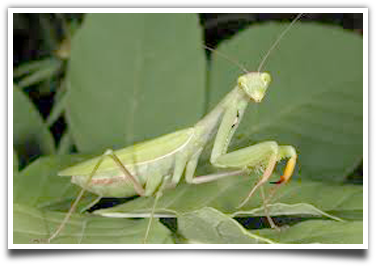 Life Cycle of Praying Mantis